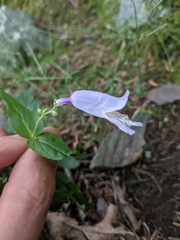 Penstemon smallii