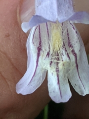 Penstemon smallii