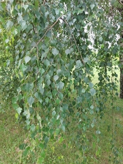 Betula pendula