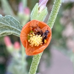Macroteropsis