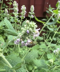 Agapostemon virescens