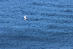 Sterna hirundo