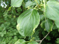 Trichochermes walkeri