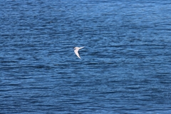 Sterna hirundo