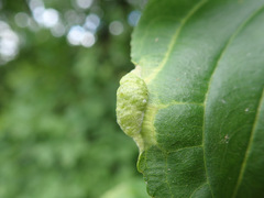 Trichochermes walkeri