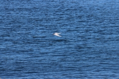 Sterna hirundo