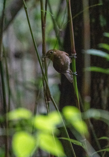 Russet-winged Schiffornis (Schiffornis stenorhyncha), photo 5