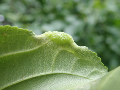 Trichochermes walkeri