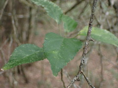 Cordia caffra