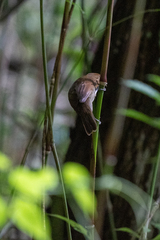 Schiffornis stenorhyncha