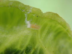 Trichochermes walkeri