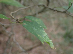 Cordia caffra