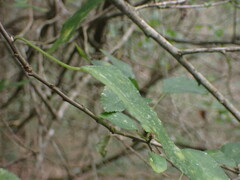 Cordia caffra