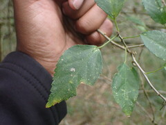 Cordia caffra