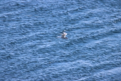 Sterna hirundo