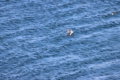 Sterna hirundo