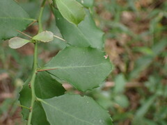 Gymnosporia nemorosa
