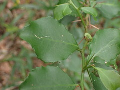 Gymnosporia nemorosa