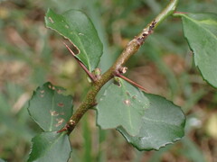 Gymnosporia nemorosa