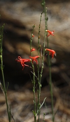 Penstemon labrosus