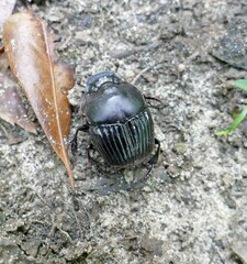 Phanaeus triangularis triangularis