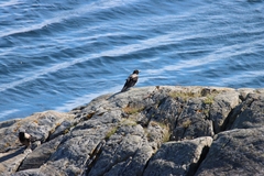 Corvus cornix