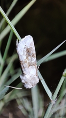 Hadena aberrans