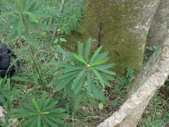 Euphorbia kraussiana