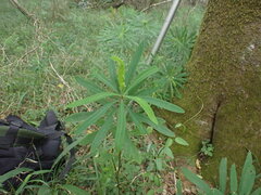 Euphorbia kraussiana