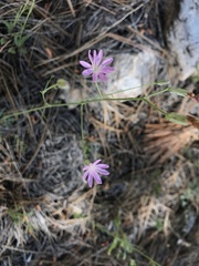 Stephanomeria thurberi
