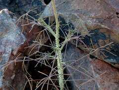 Cleome angustifolia