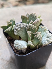 Titanopsis