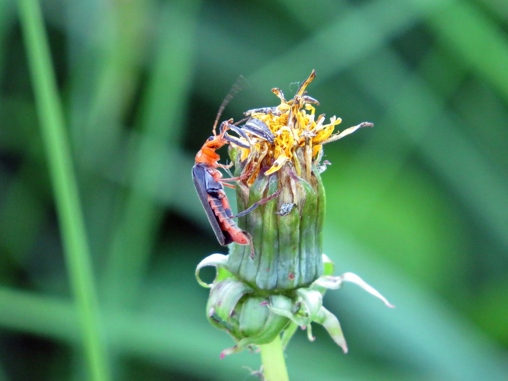 Cantharis livida from Лесной, Свердловская обл., Россия on July 9, 2022 ...