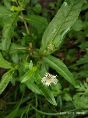 Eclipta prostrata