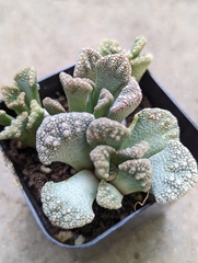 Titanopsis