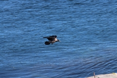Corvus cornix