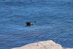Corvus cornix
