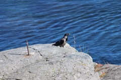 Corvus cornix