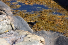 Corvus cornix