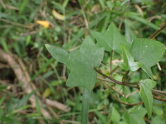 Senecio macroglossus