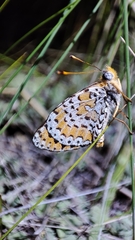 Melitaea didymoides