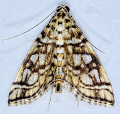 Lygropia rivulalis