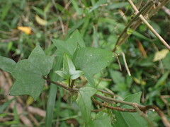 Senecio macroglossus