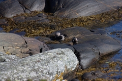 Corvus cornix