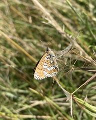 Melitaea cinxia