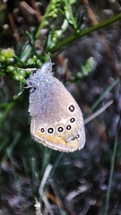 Coenonympha amaryllis