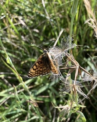 Melitaea cinxia