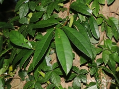 Hydrangea integrifolia
