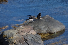 Corvus cornix
