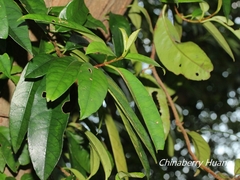 Hydrangea integrifolia